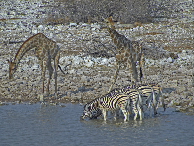 Okaukuejo, Zebra, Giraffe